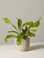 Load image into Gallery viewer, Staghorn Fern
