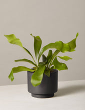 Load image into Gallery viewer, Staghorn Fern
