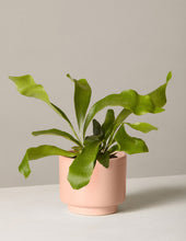 Load image into Gallery viewer, Staghorn Fern
