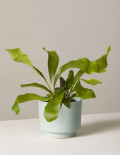 Load image into Gallery viewer, Staghorn Fern
