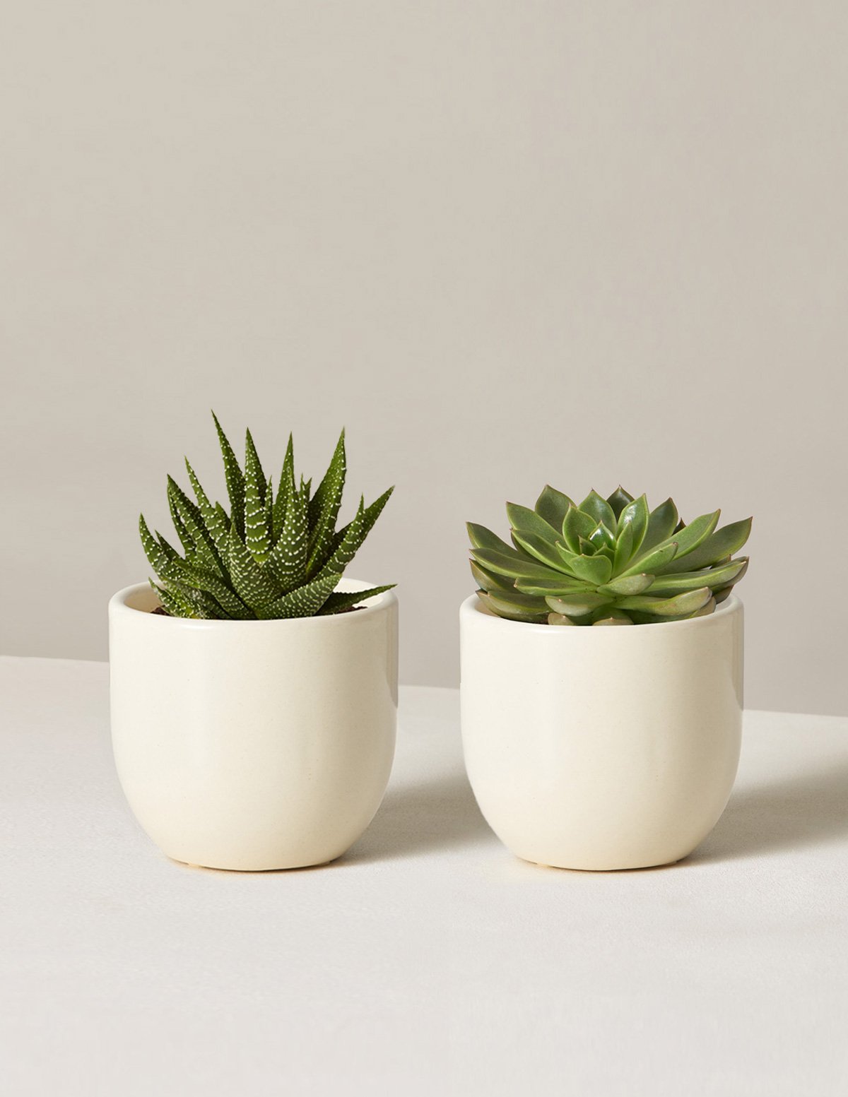 the sill succulents The Sunny Sill Duo