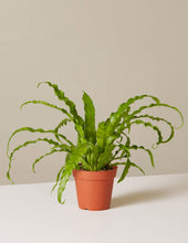 Load image into Gallery viewer, Bird’s Nest Fern
