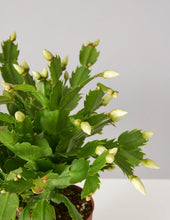 Load image into Gallery viewer, Zygocactus
