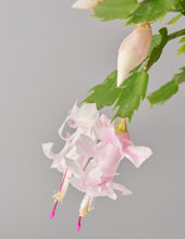 Load image into Gallery viewer, Zygocactus
