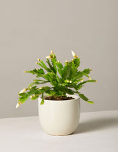 Load image into Gallery viewer, Zygocactus
