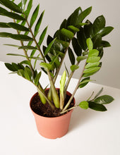Load image into Gallery viewer, ZZ Plant
