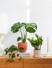 Load image into Gallery viewer, ZZ Plant
