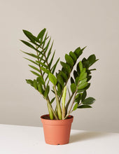 Load image into Gallery viewer, ZZ Plant
