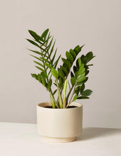 Load image into Gallery viewer, ZZ Plant
